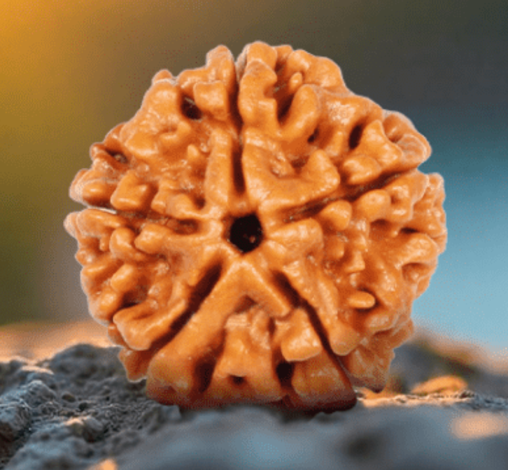1 Mukhi Rudraksha
